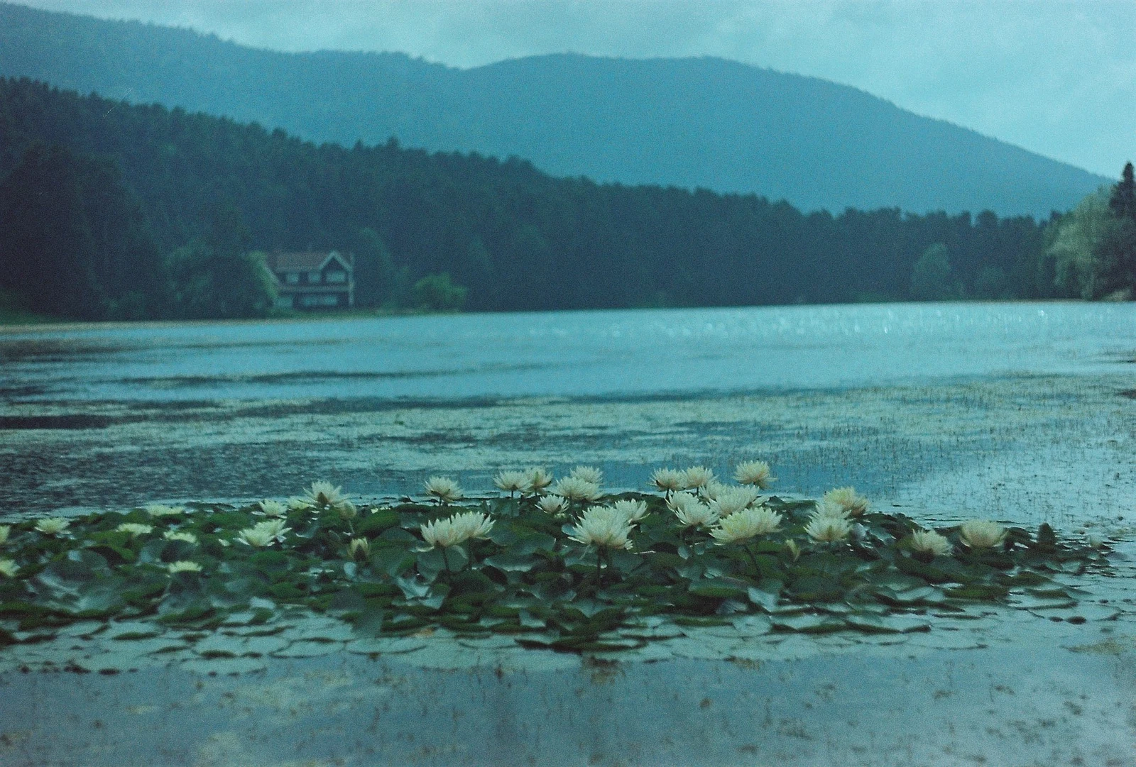 Bolu